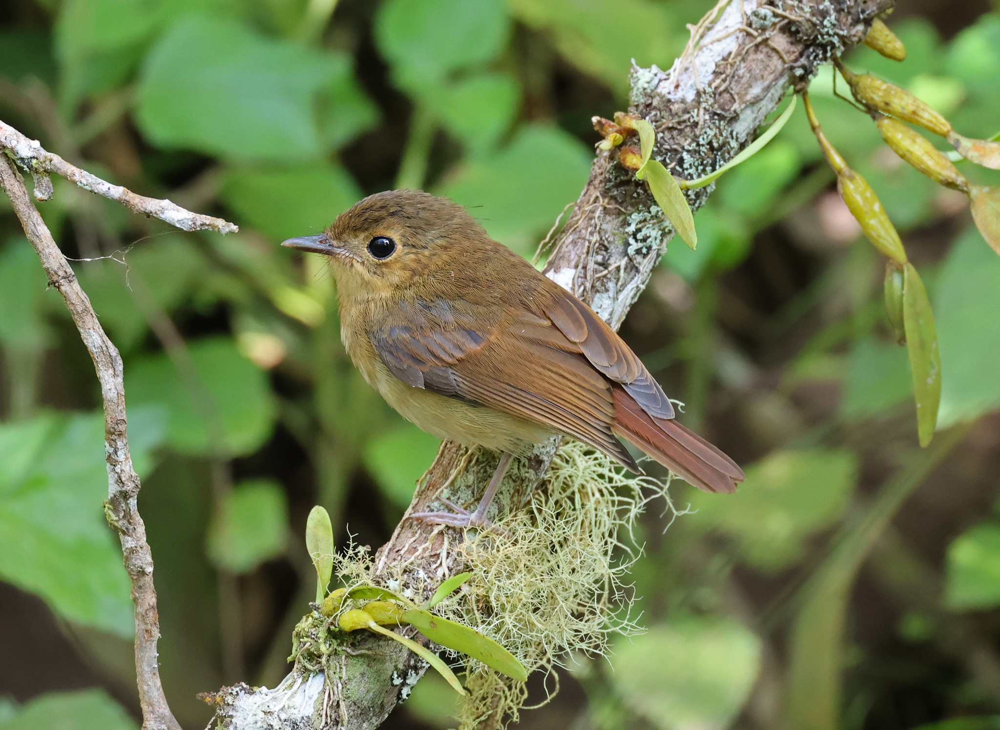 Birding - Cryptic Flycatcher, almost adult. Mt Talomo @1200masl, Davao ...