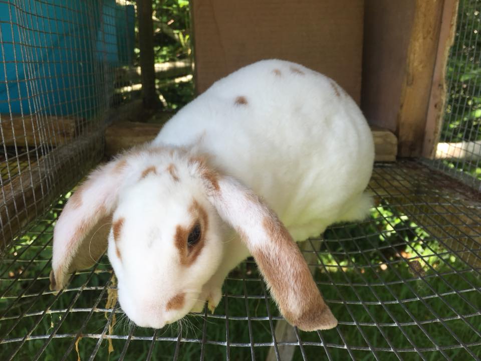 Velvet Dreams Rabbitry | Havelock NC