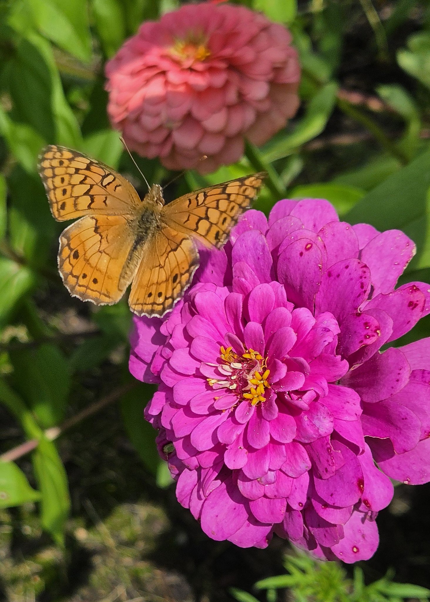 I believe this is a variegated fritillary. They all love zinnias!