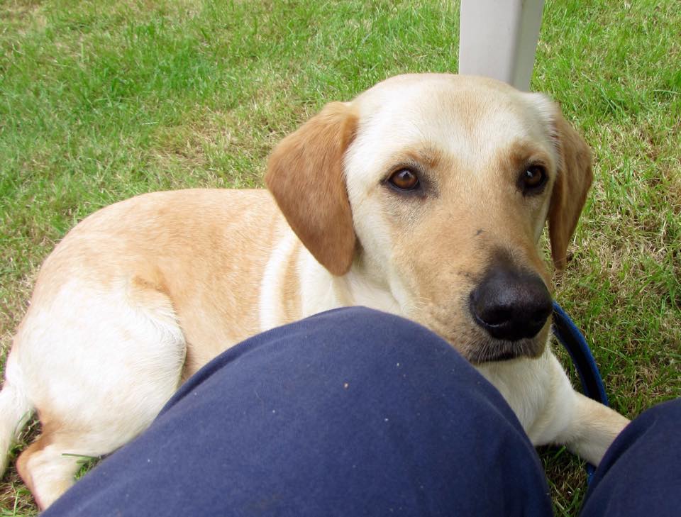 Teddy the Rescue Labrador from Cyprus