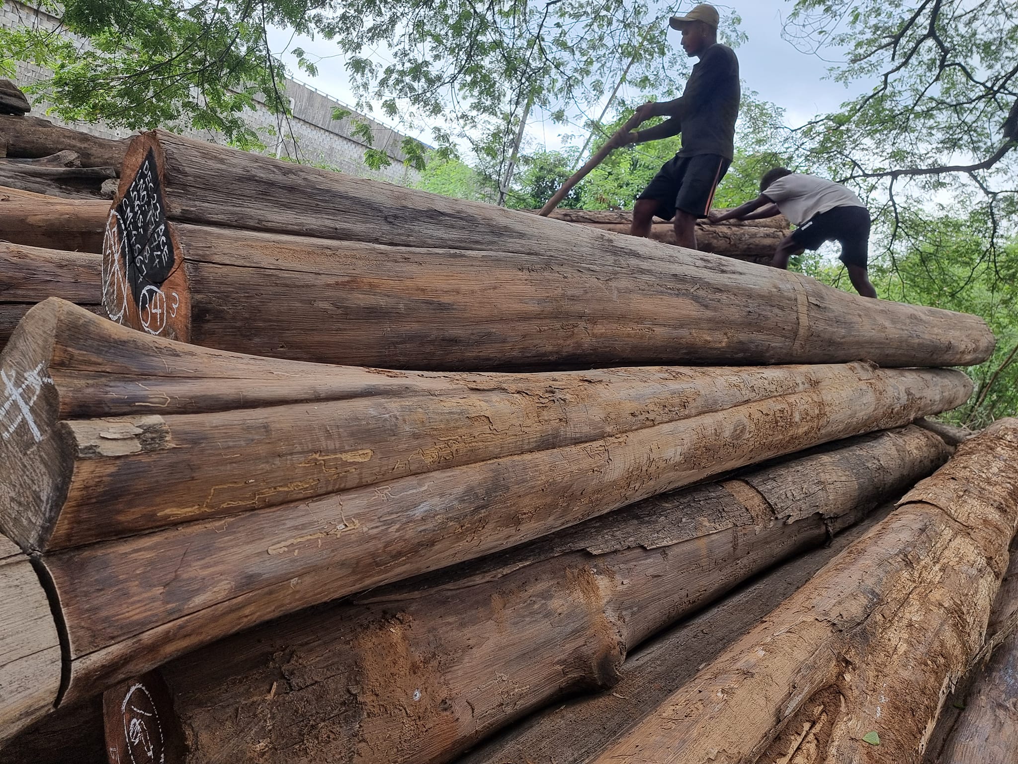Manual loading process for Perhutani teak wood | Alis Jati Walidaini