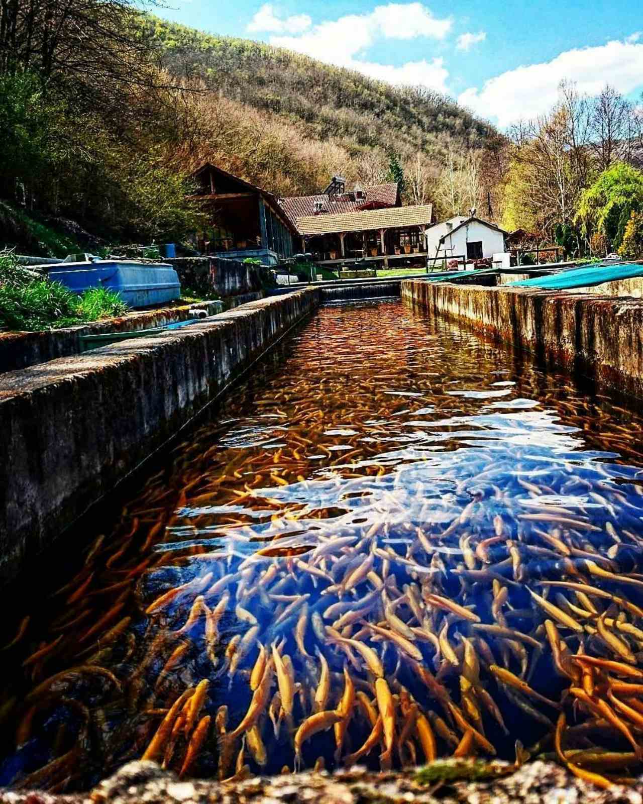 Uzgoj i prodaja ribe Mišić - Zlatne ribice