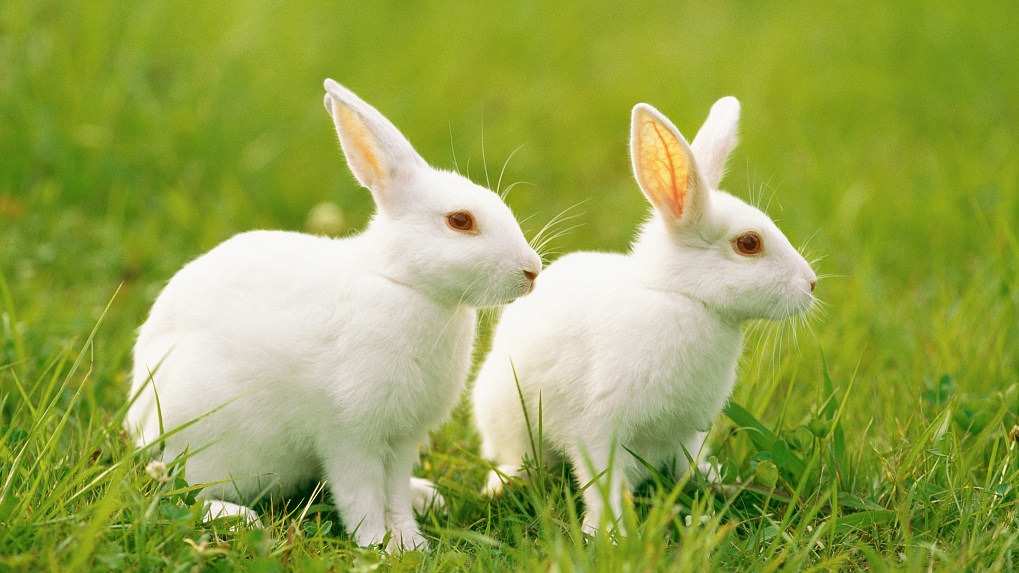 Ideal Rabbit House/Rabbits/Bunnies Supplier in Karachi Pakistan