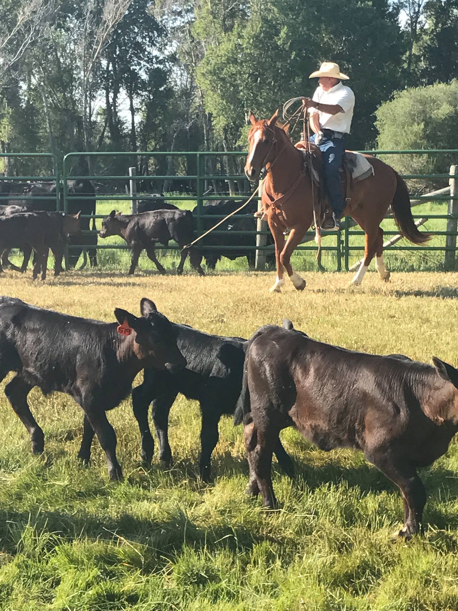 Phoenix Equine Riding... - Phoenix Equine Riding and Rehoming