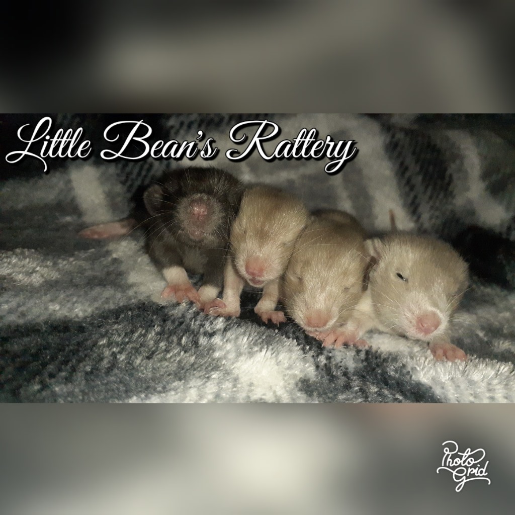 Against All Odds Rattery - “I love my two rat babies. The breeder was ...