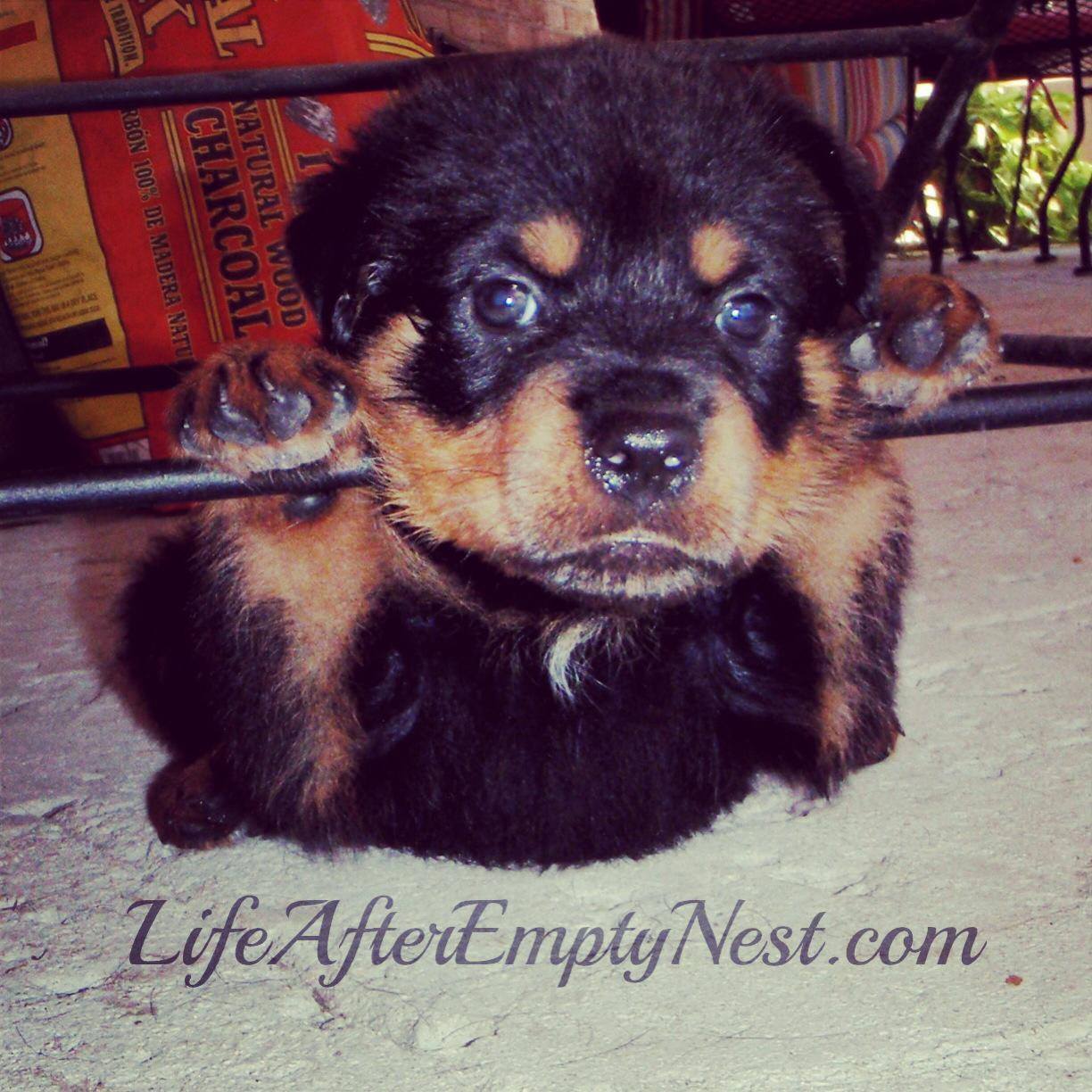 Rottie Ranch