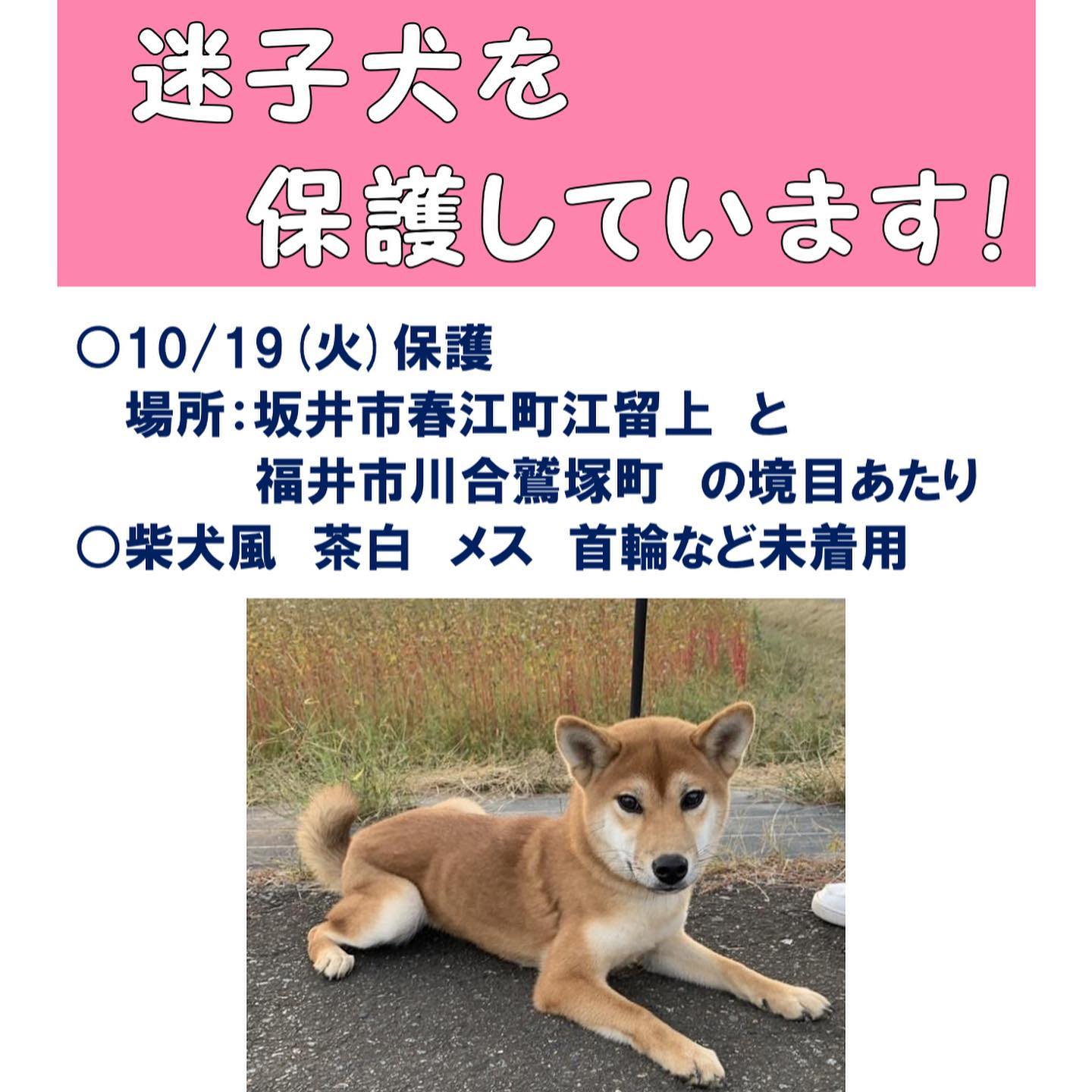 一般社団法人ふくい動物愛護管理支援センター協会 Posts Facebook