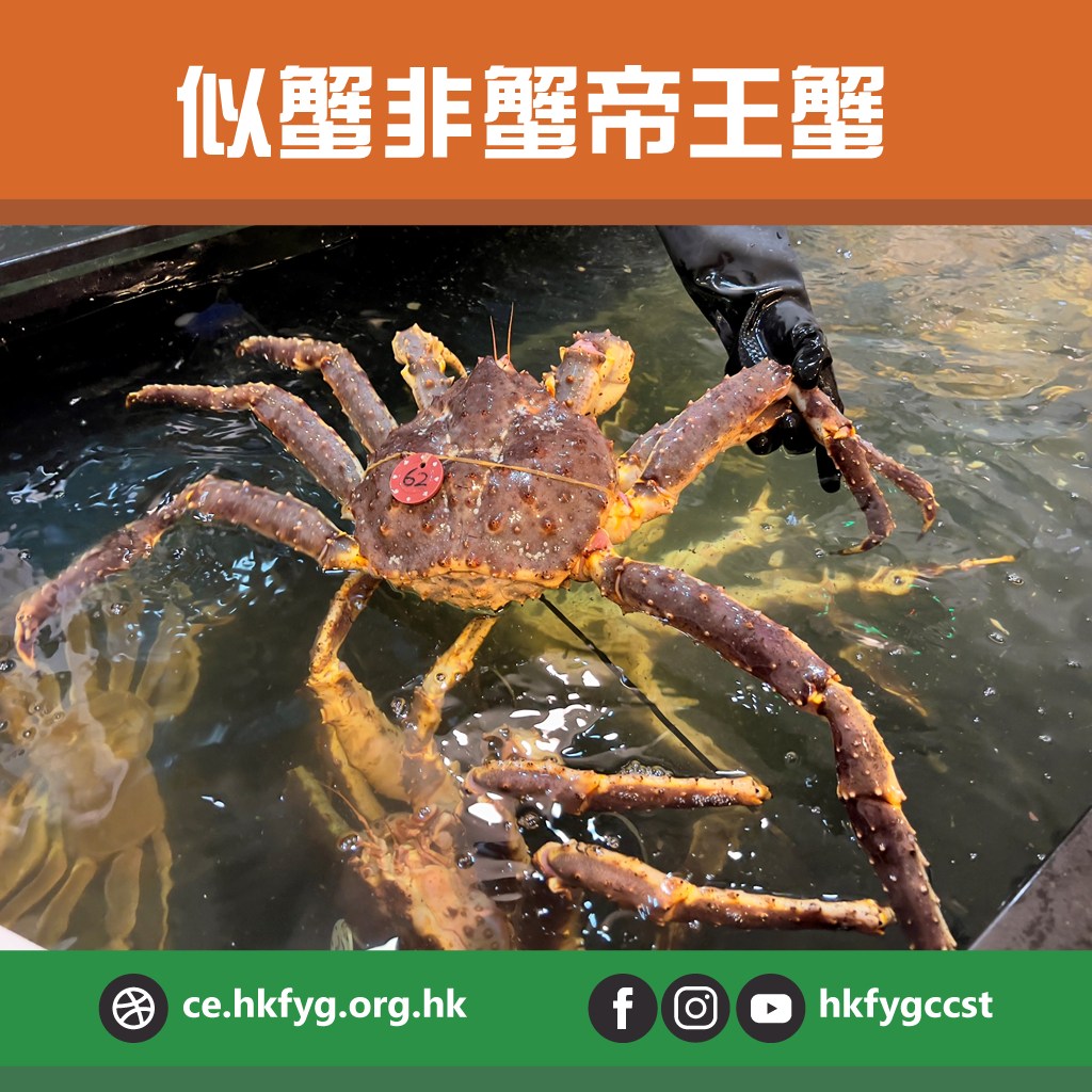 香港青年協會創新科學中心 - 又到帝王蟹🦀盛產嘅秋冬季節，老饕們有口福了🤤！小智早前都趁呢個時間買咗隻帝王蟹，但買嘅時候發現咗一個問題：「咦🤨 ...