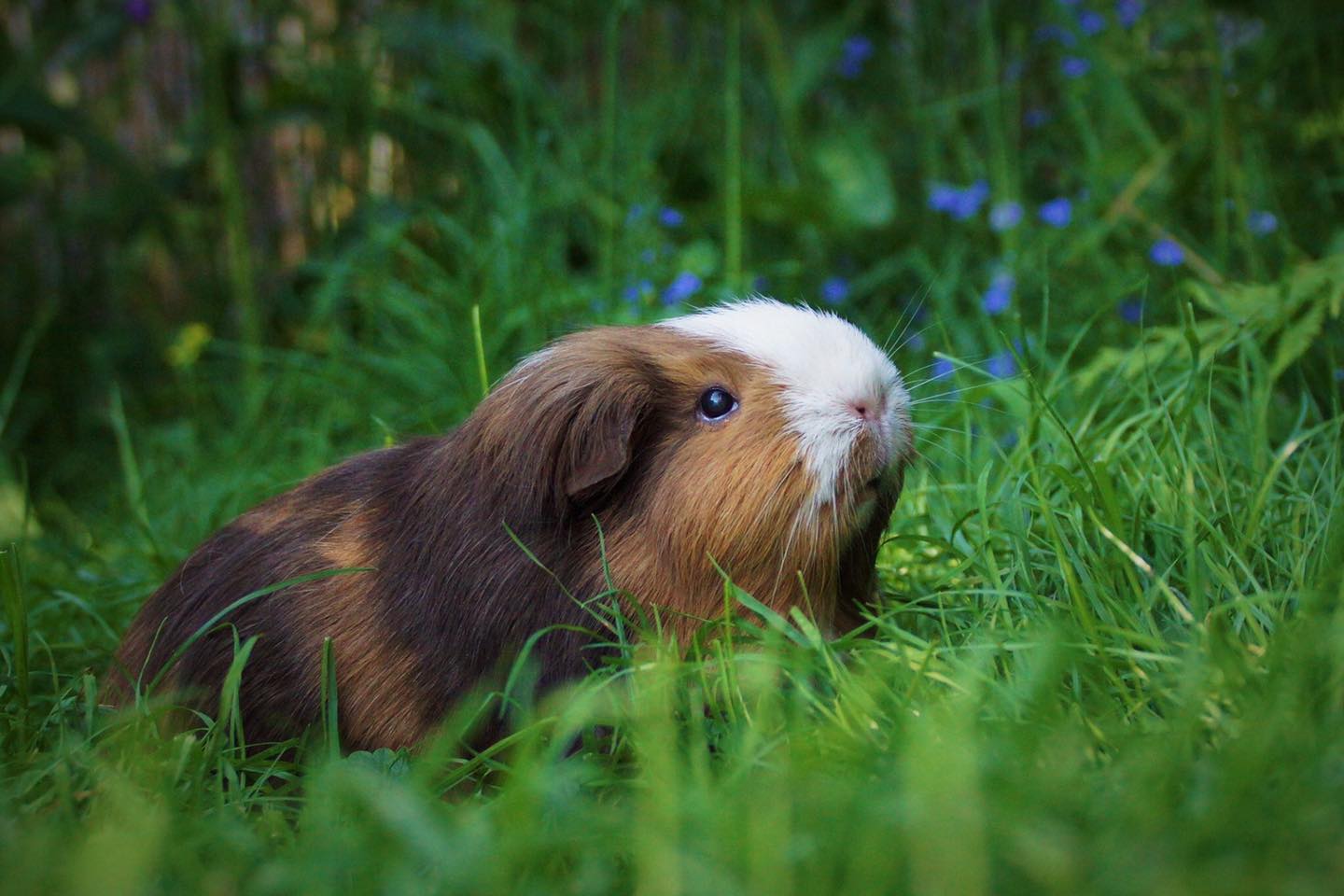 Schweinebande - 🌈 "Ganz leise wollte ich gehen, wollte gerne einfach ...