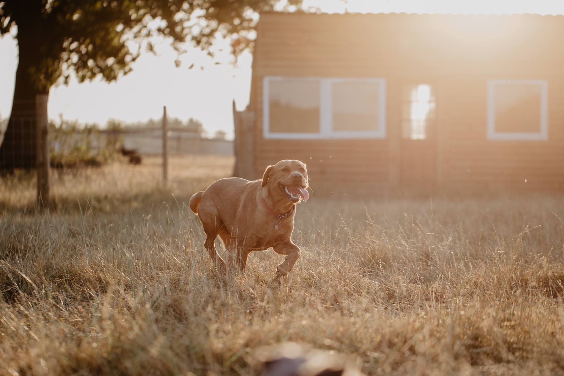 Ruff Ranch | Leatherhead