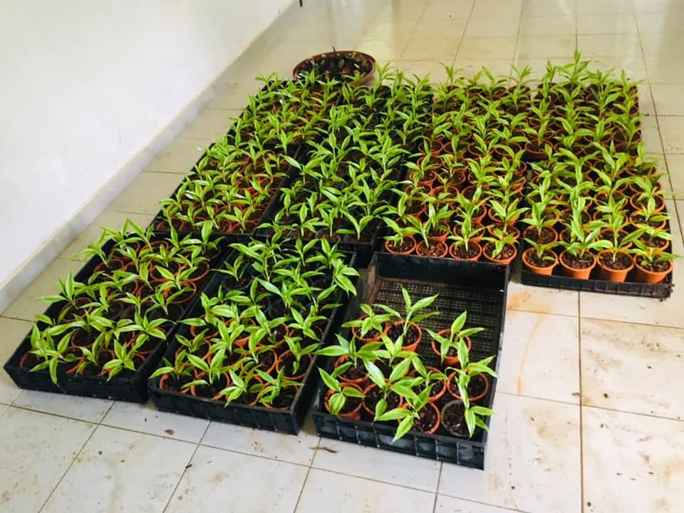 Liyanage Foliage