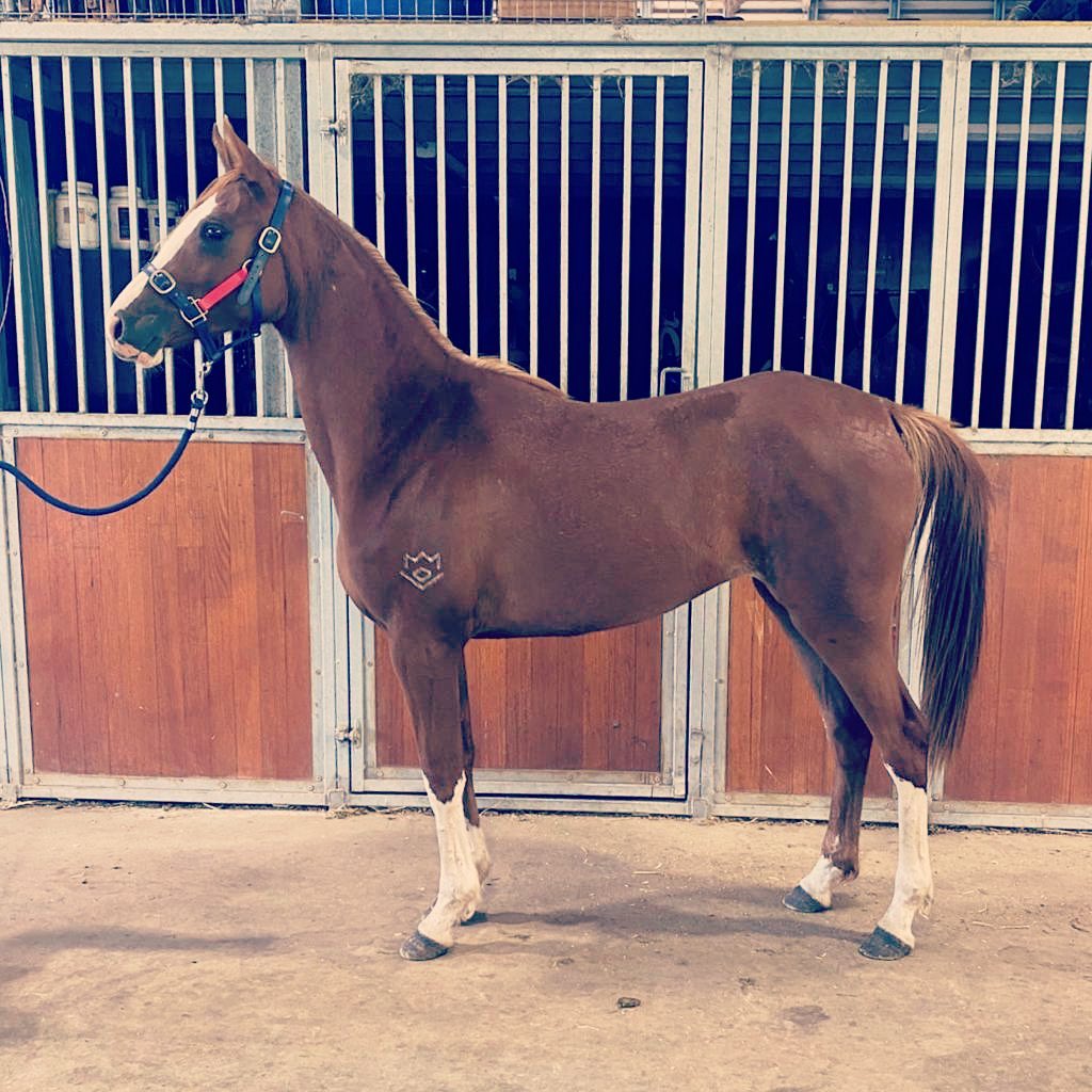 2 year old filly Razorback Shinkansen... - Bullio Razorback | Facebook