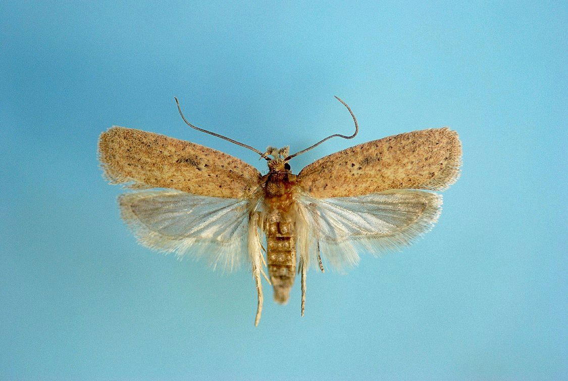 Malta Lepidoptera