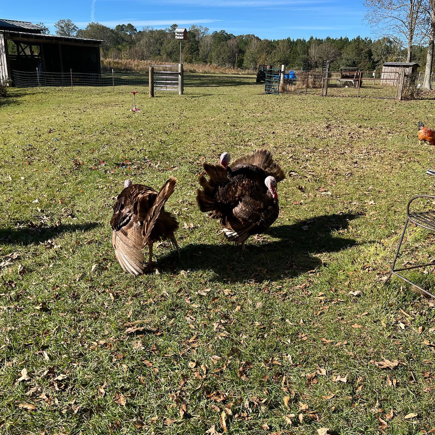 Deep Roots Farmstead