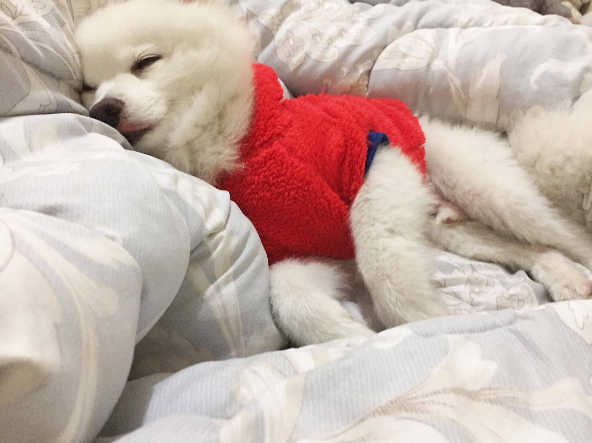 Lulu家三毛生活日記－狐狸犬x米克斯 - 2022 請多多指教 新年快樂 明けましておめでとうござい 今年もよろしくお願いします Happy ...