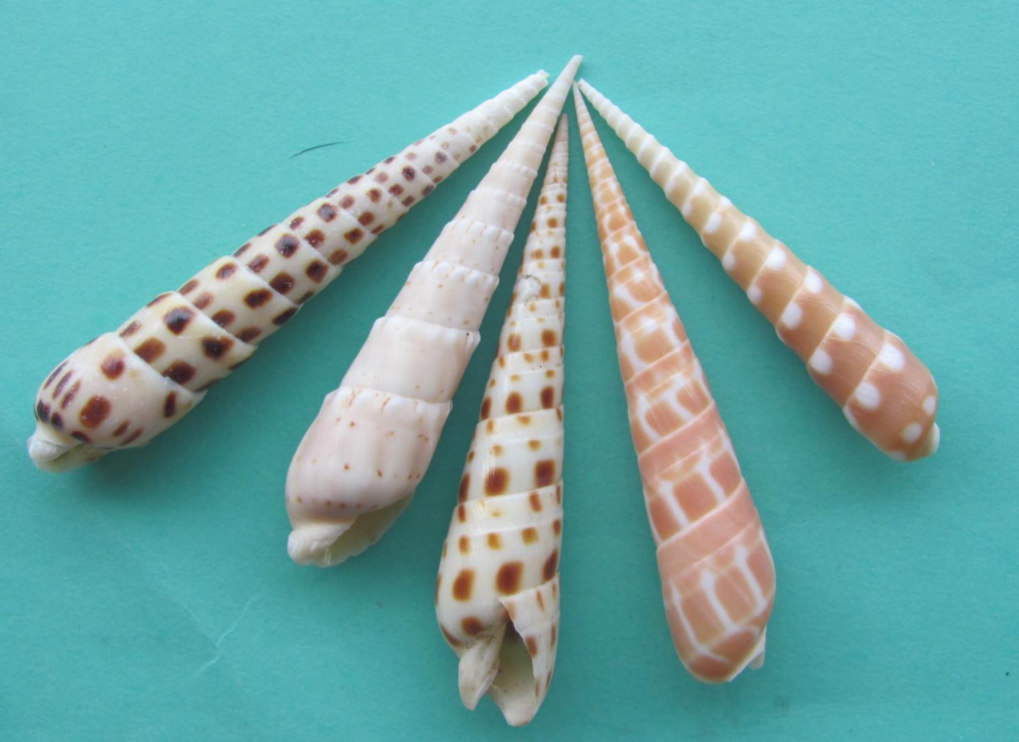 Jim's Seashells - The family Terebridae or auger shells... | Facebook