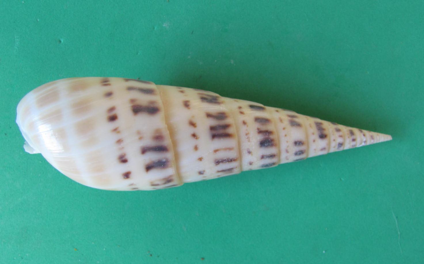 Jim's Seashells - The family Terebridae or auger shells...