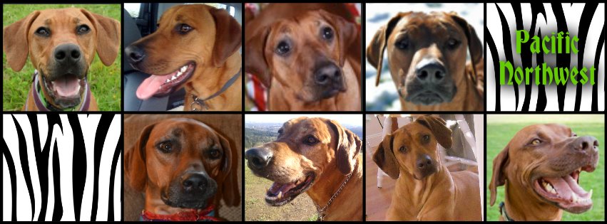 Rhodesian Ridgeback Rescue, Inc. - Pacific NW Region