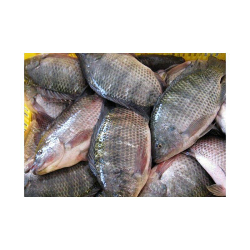 Poissons De BABY | Abidjan Abidjan