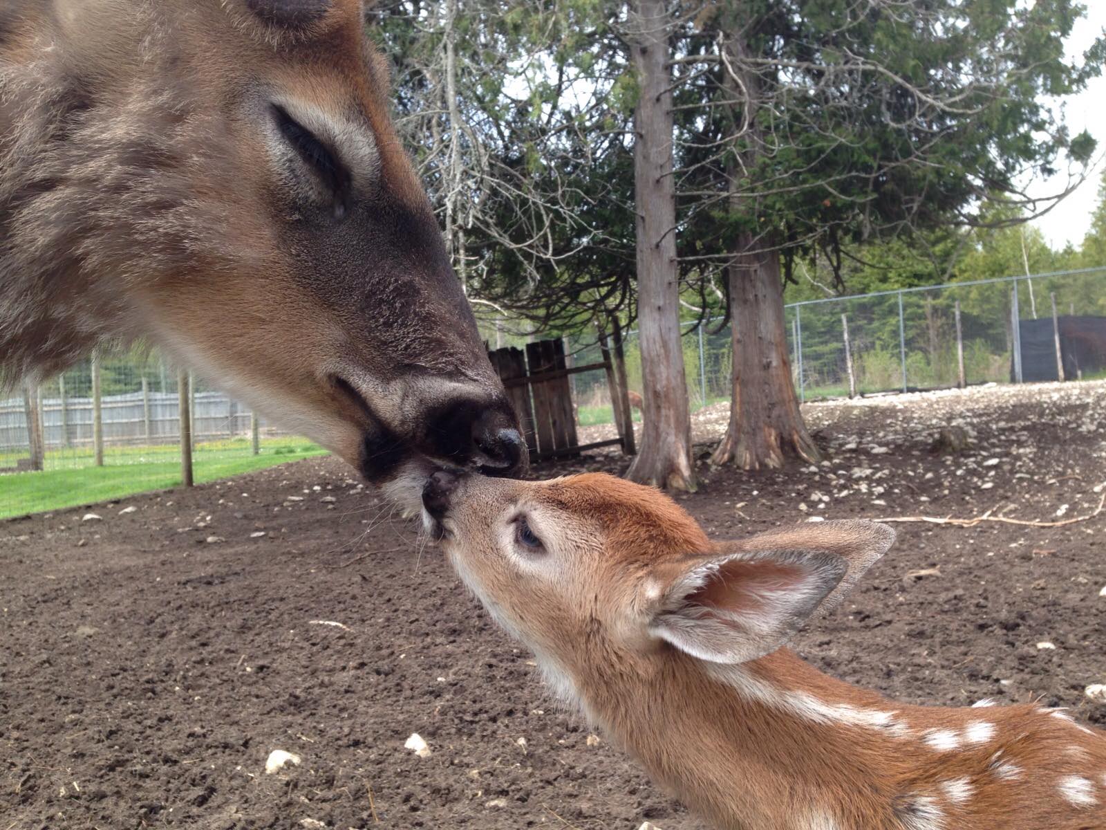 Deer Ranch | Saint Ignace MI