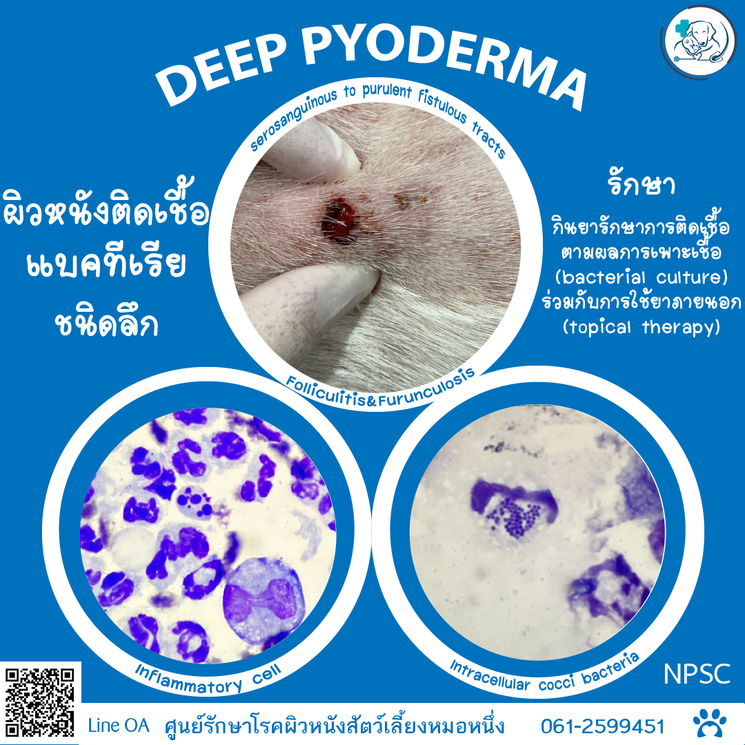 ศูนย์รักษาโรคผิวหนังสัตว์เลี้ยงหมอหนึ่ง NPSC - Deep pyoderma โรคผิวหนัง ...