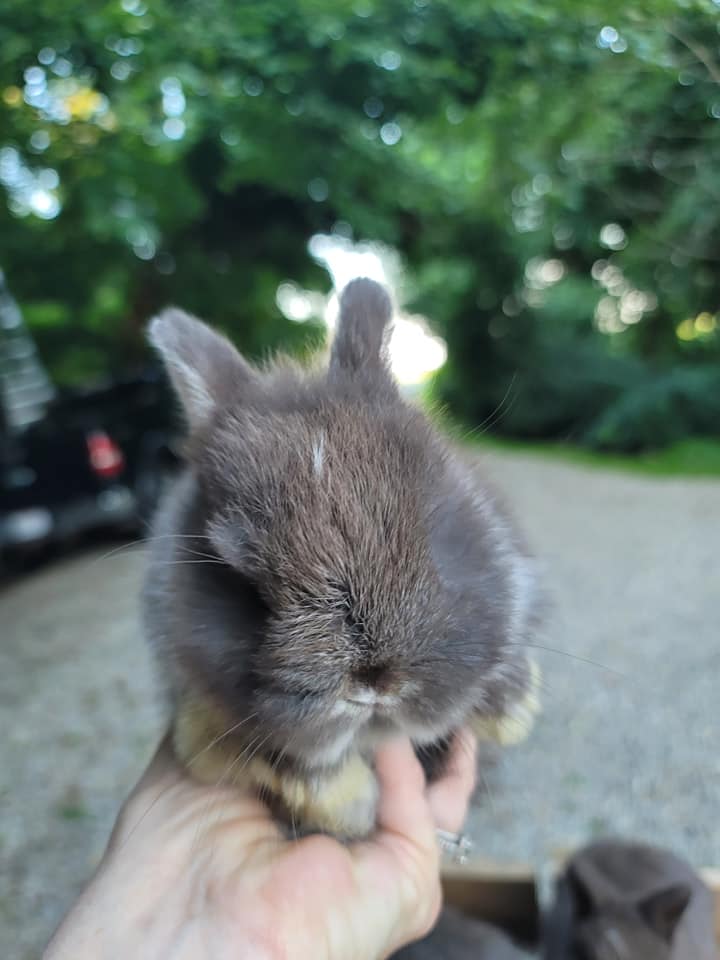 MJS Rabbitry