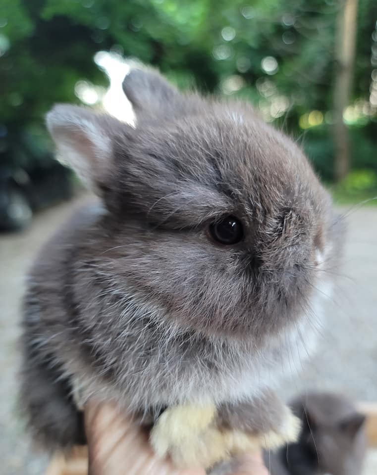MJS Rabbitry