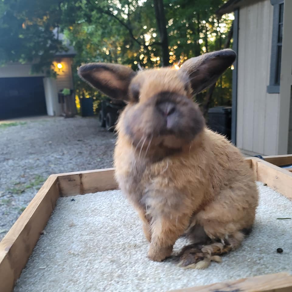 MJS Rabbitry