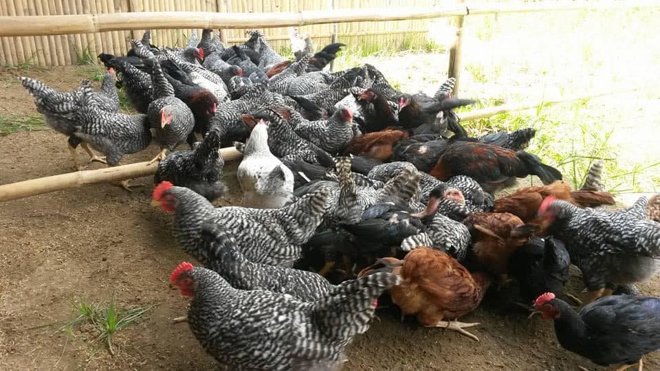 Organic Native Chicken Farm | Sagay City