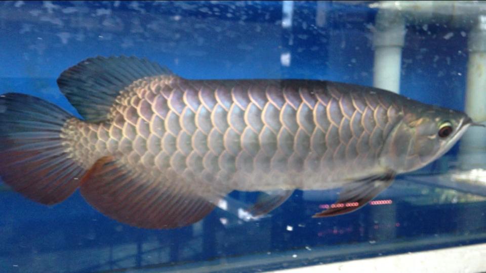 Arowana World - Malaysia