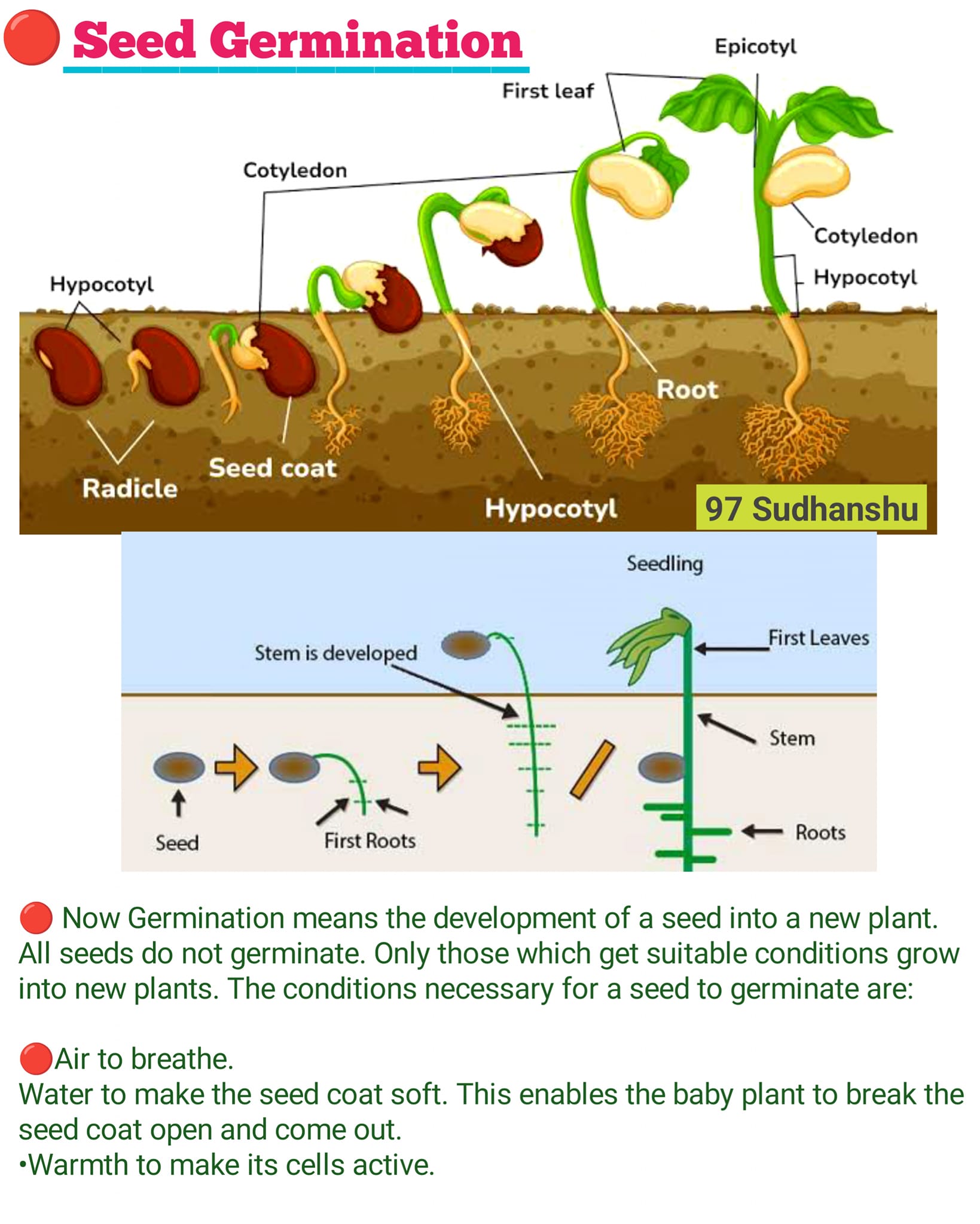 What Is Seed Germination Definition Process Steps Seed Viablity And
