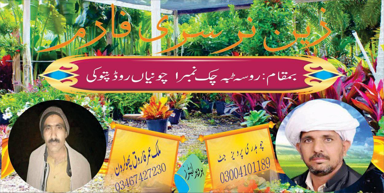 Shoaib - musami مسمی Best Quality Musami Plants in Pakistan at Our ...