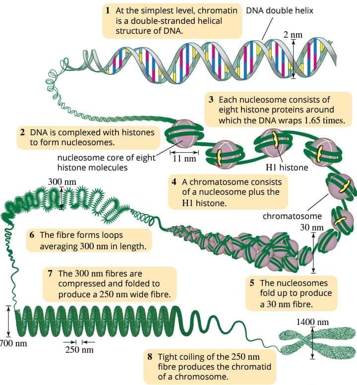 HelixNexus - The packaging of DNA in eukaryotic cells‼... | Facebook