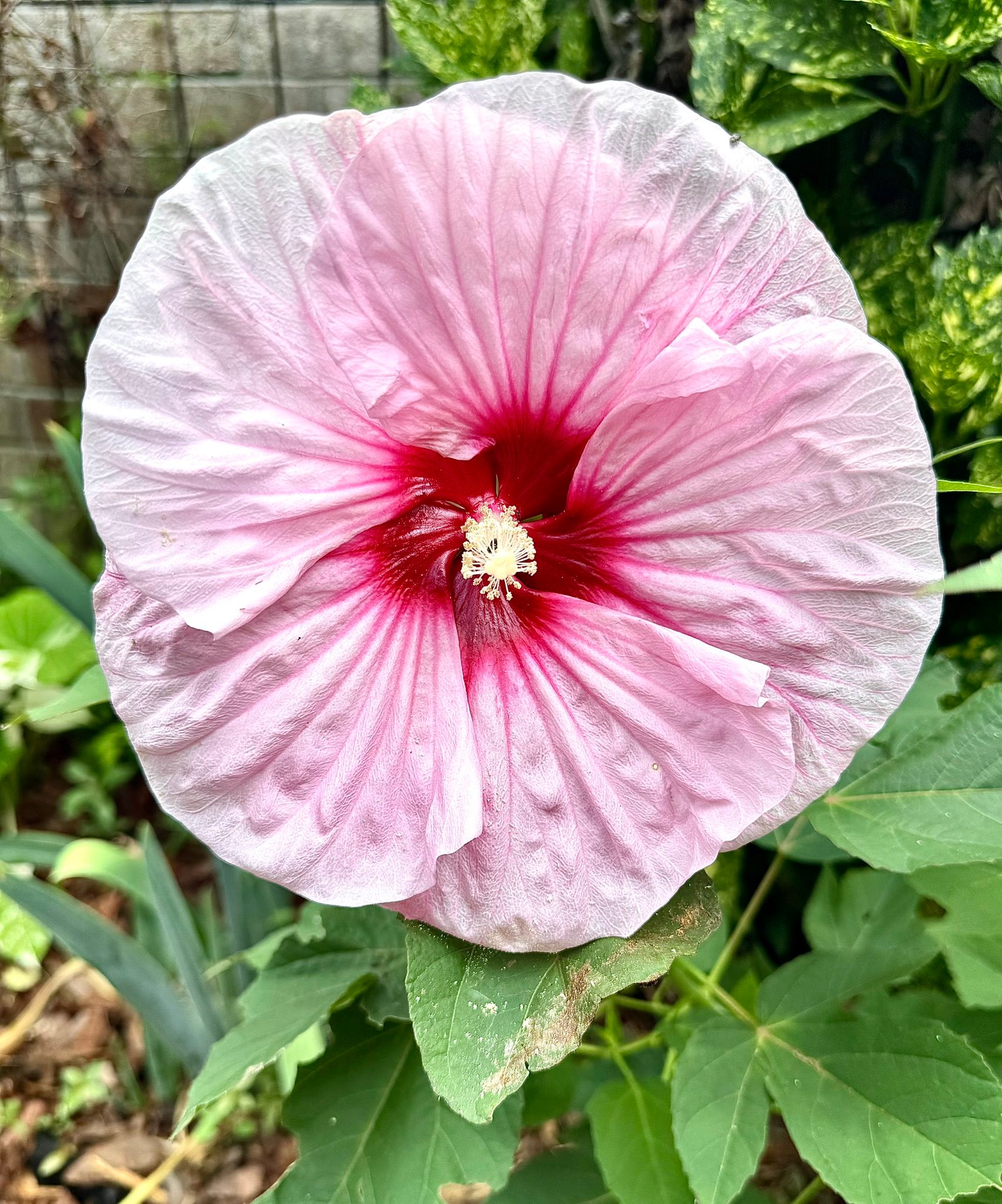 Our today's menu of , Dinner plate size hardy Hibiscus blows away