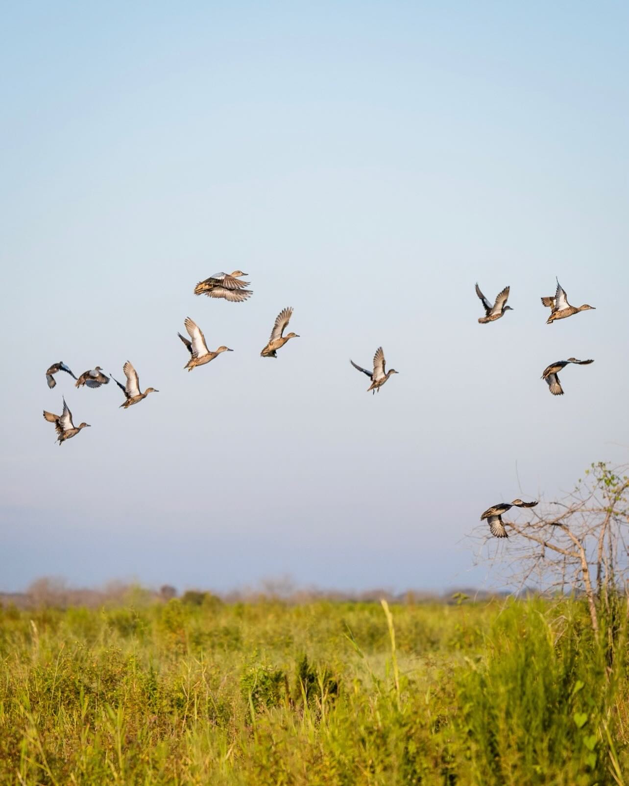 Duck Ranchin'