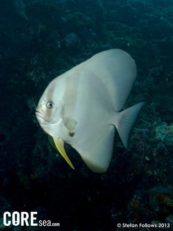 CORE sea - Fish o'the week: Longfin Batfish Platax teira Environment ...