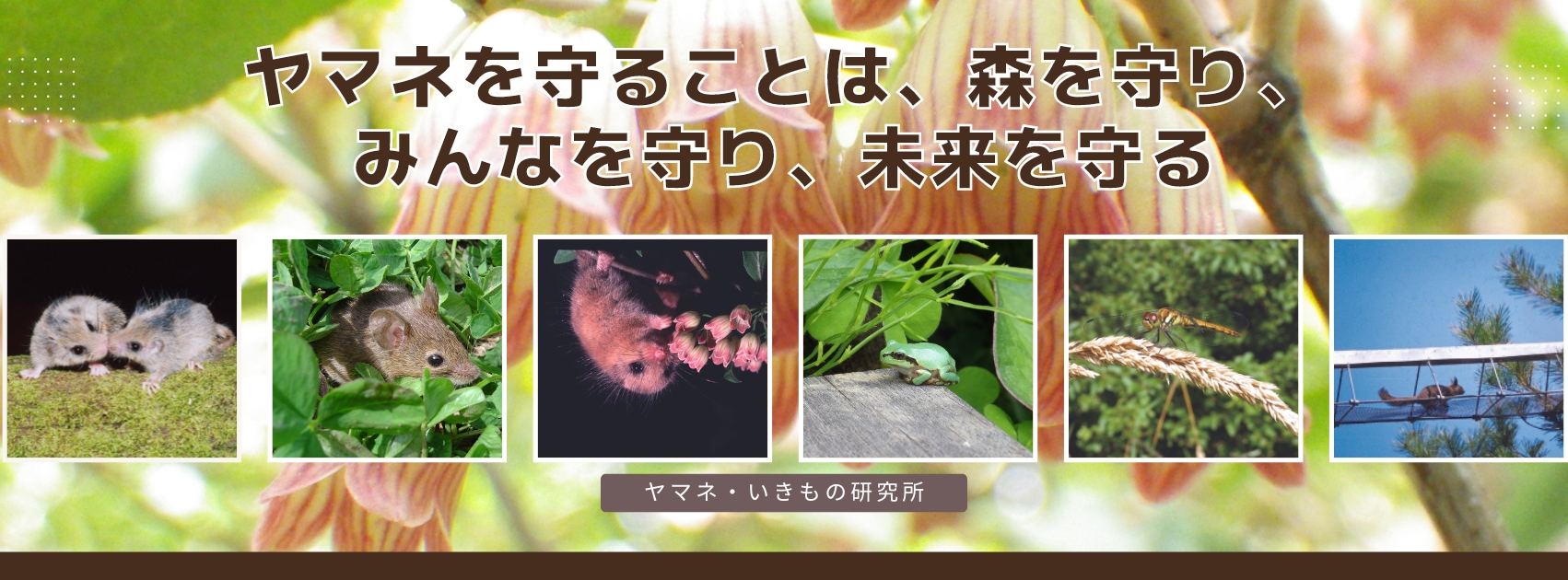 一般社団法人 ヤマネ・いきもの研究所 (@dormousewildlife) • Facebook