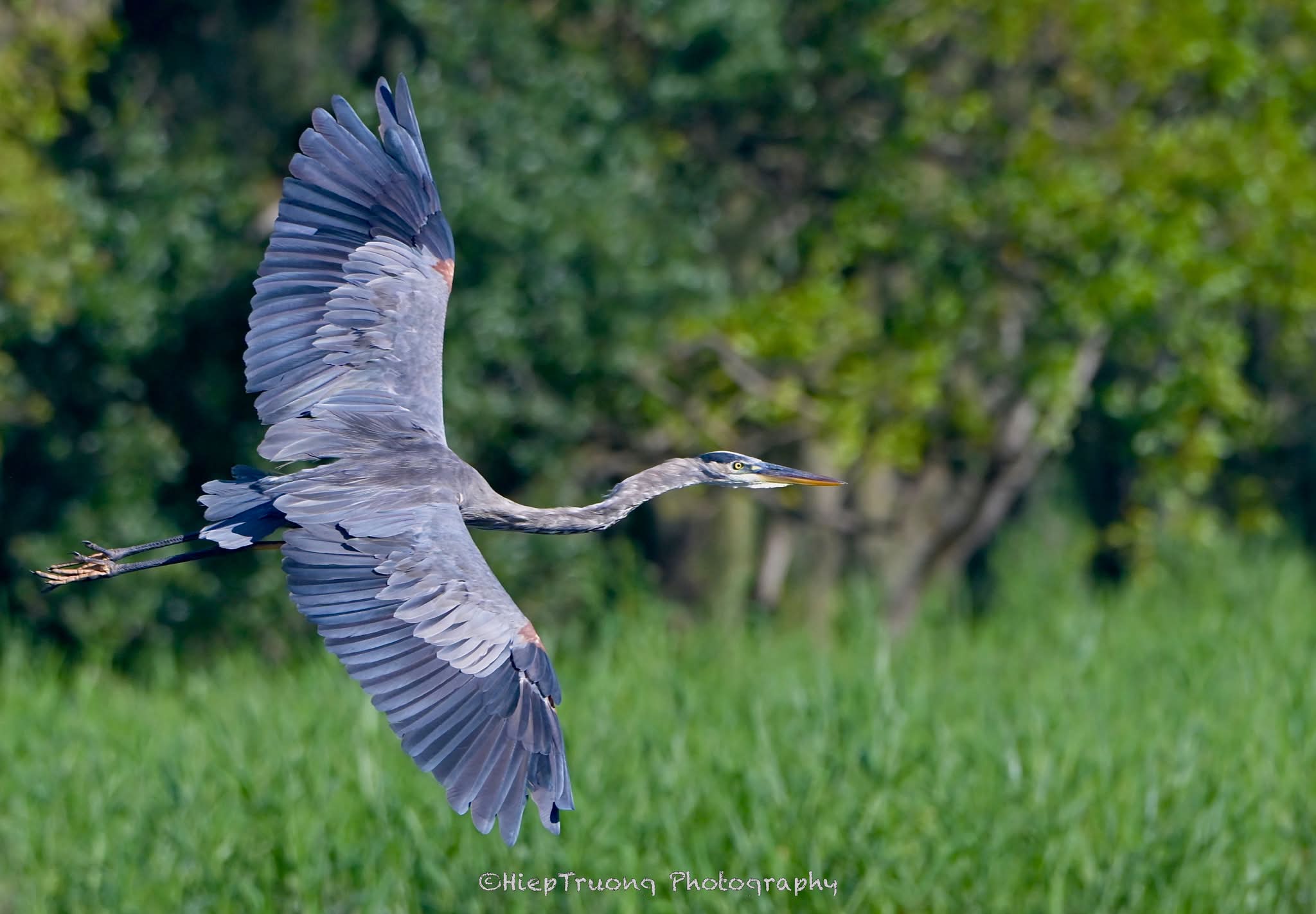 Great Blue heron in flight at Robinson Preserve, Florida on 09/12