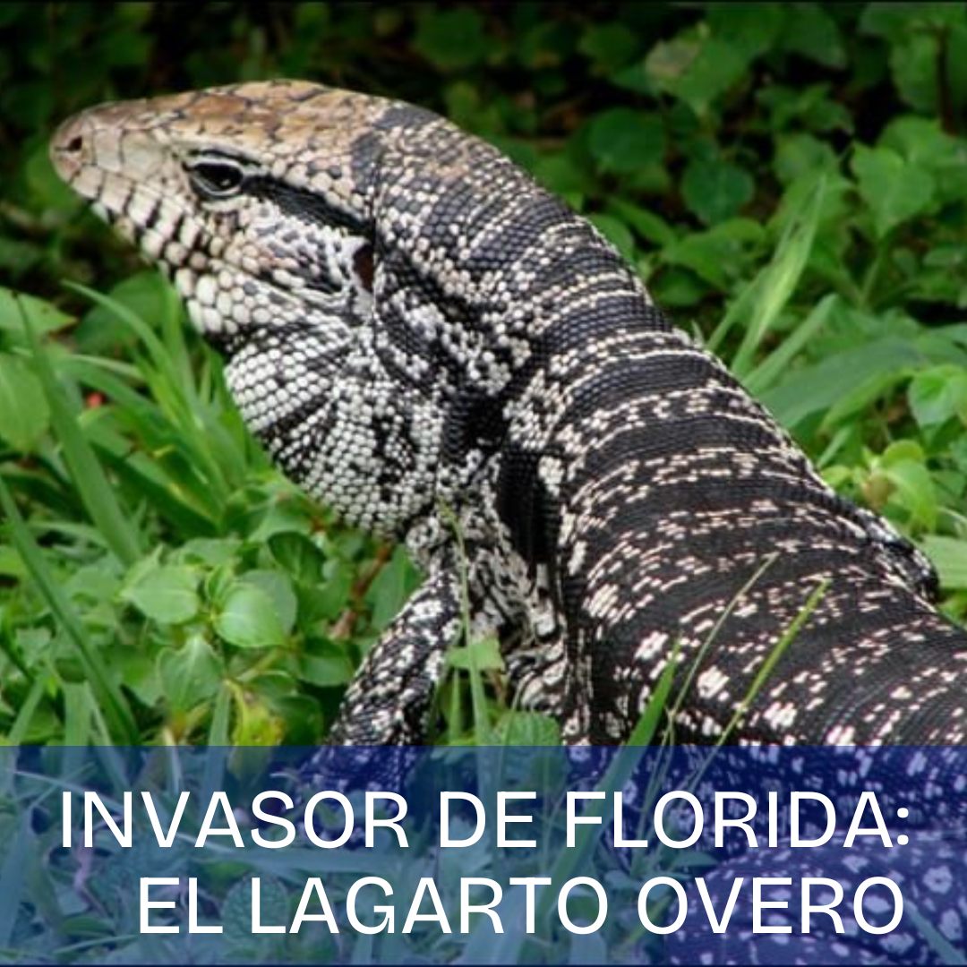 La - El lagarto overo también conocido como el tegu es una especie ...