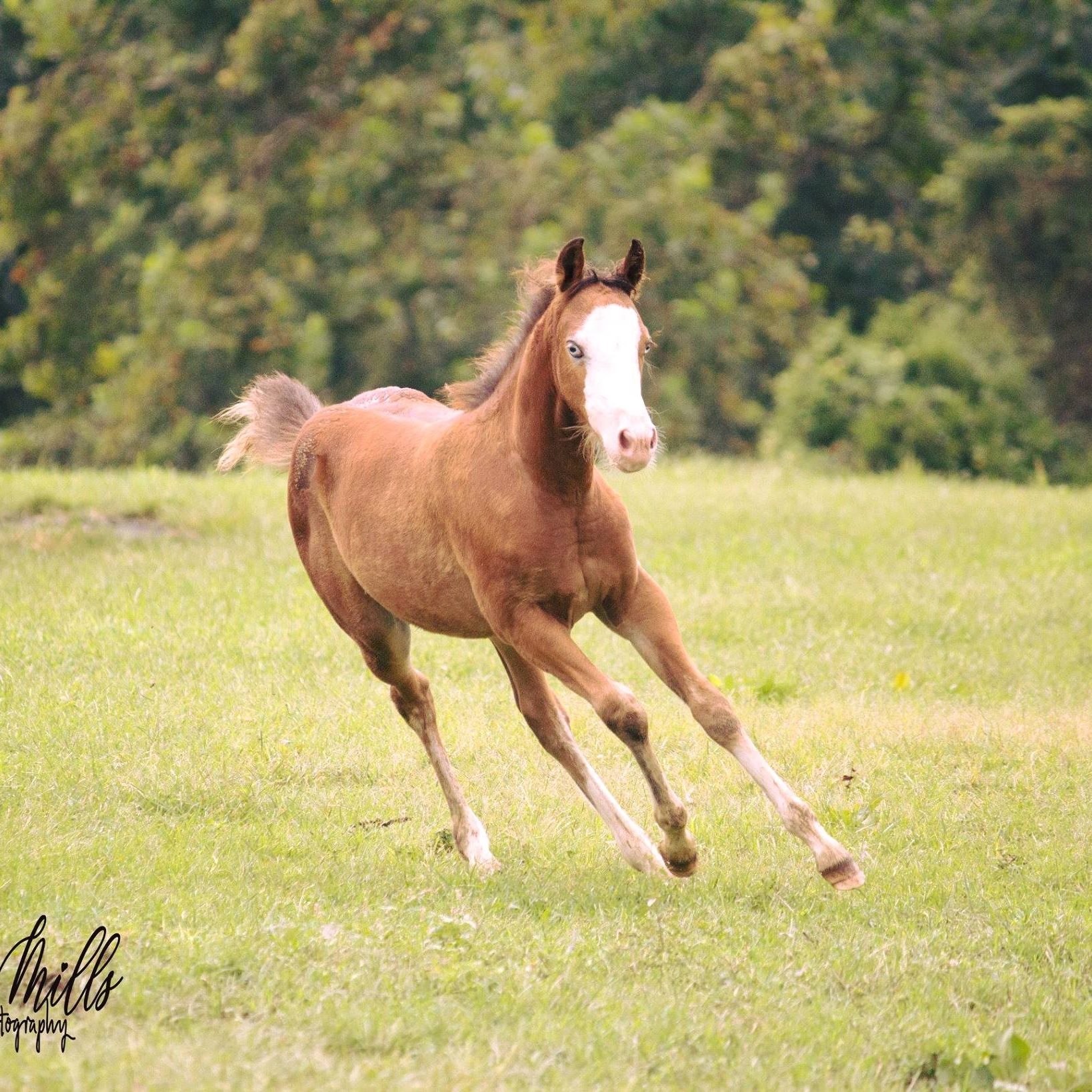 Cavalry Ridge Stables | Catharpin VA