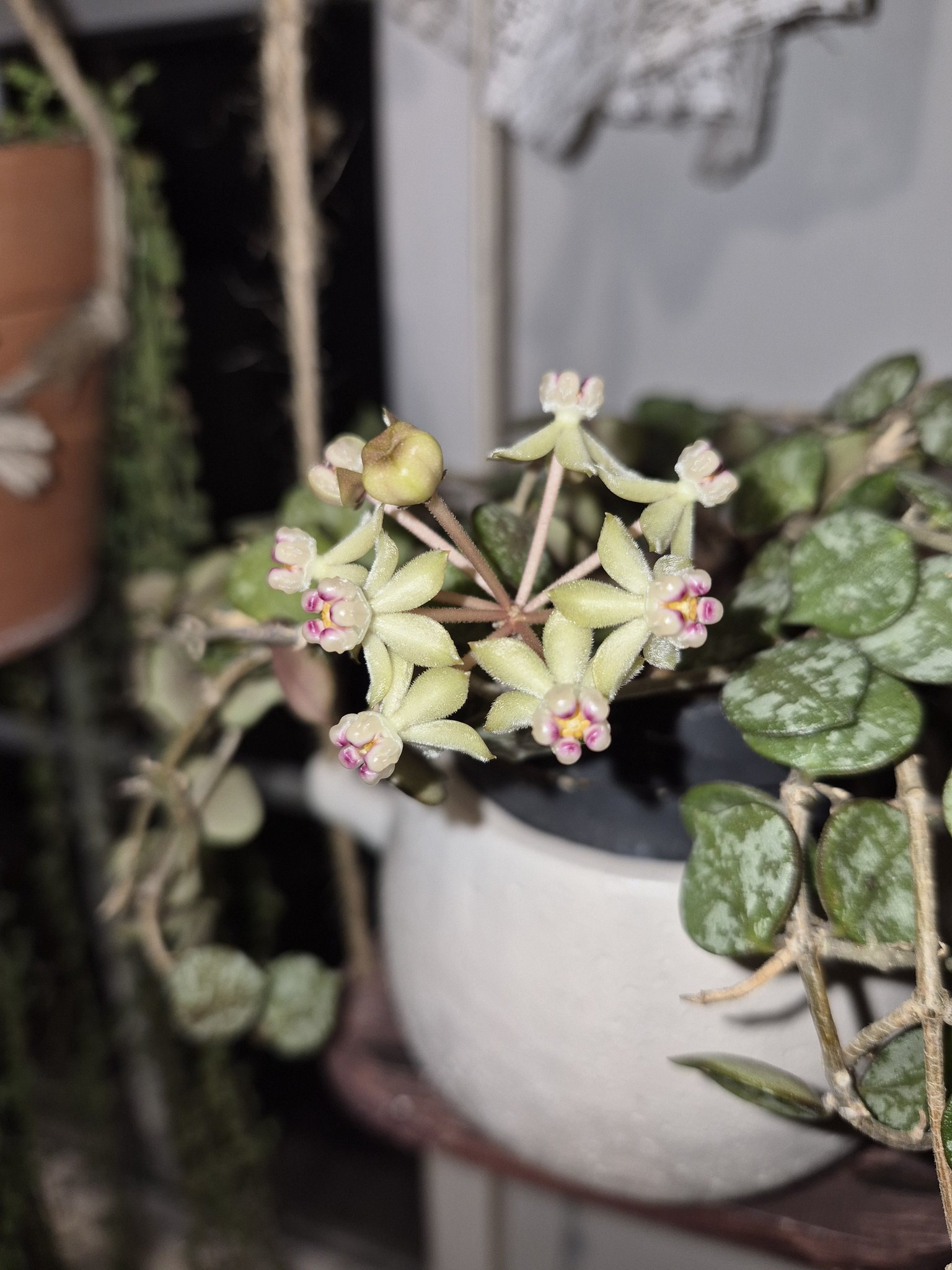 My new plant ❤❤ Hoya Curtisii Albomarginata