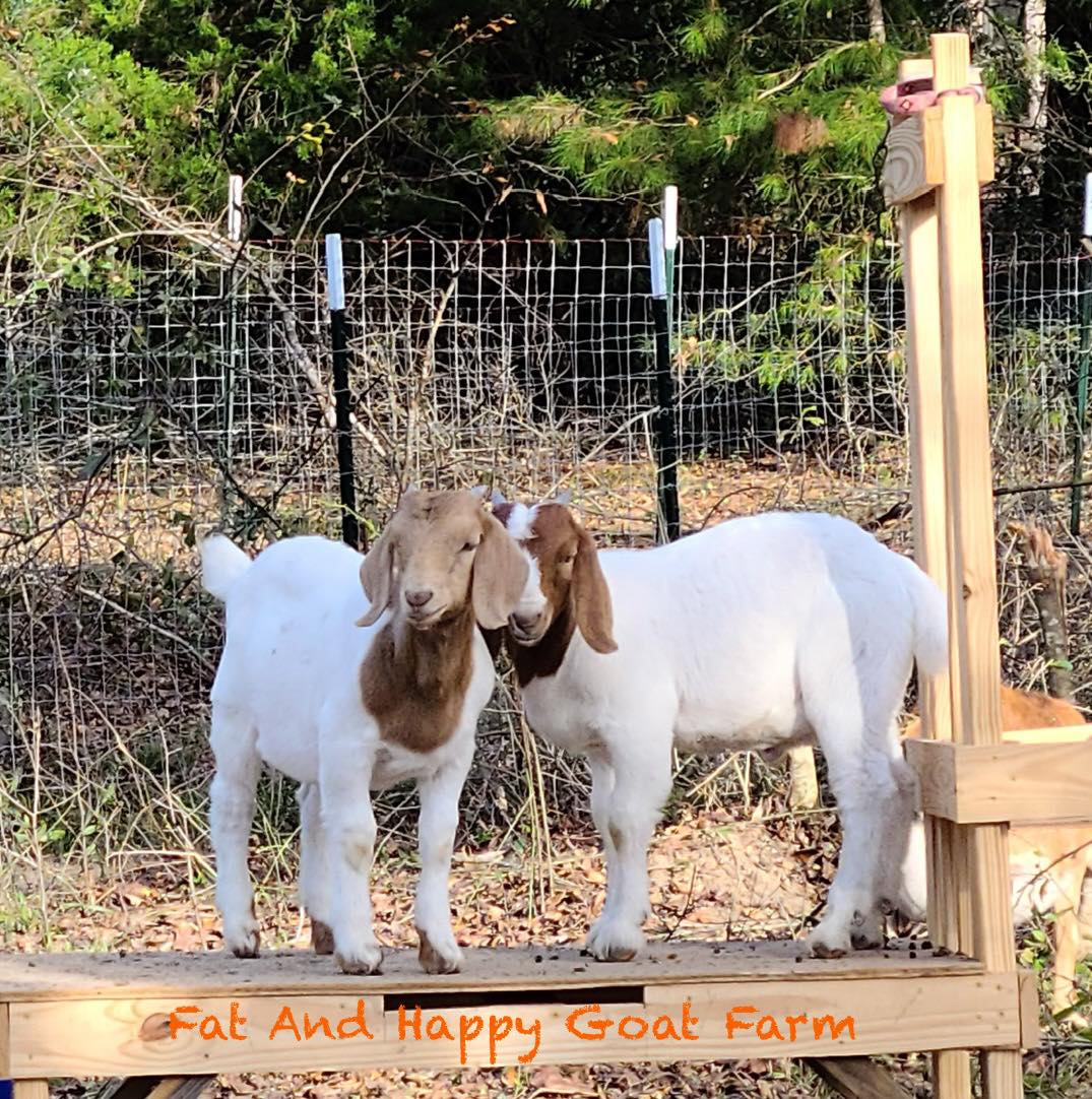 Fat And Happy Goat Farm | Campbellton FL