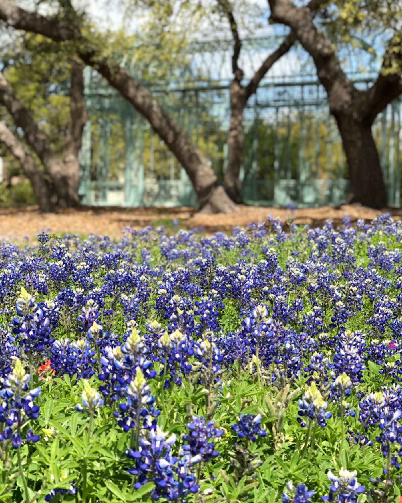 Historic Texas Hill Country House Surrounded by Bluebonnets
