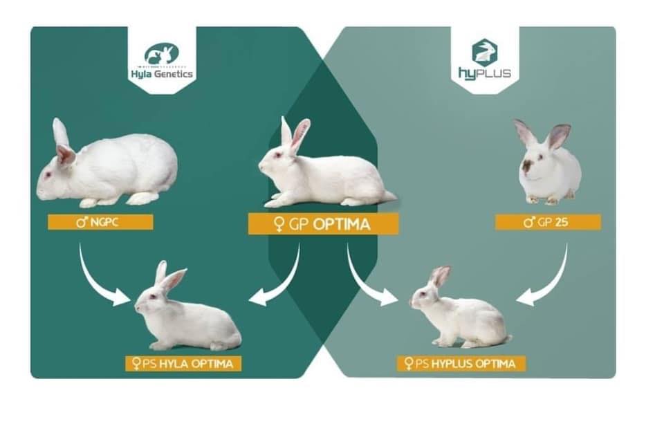 Hypharm Genetics Philippines