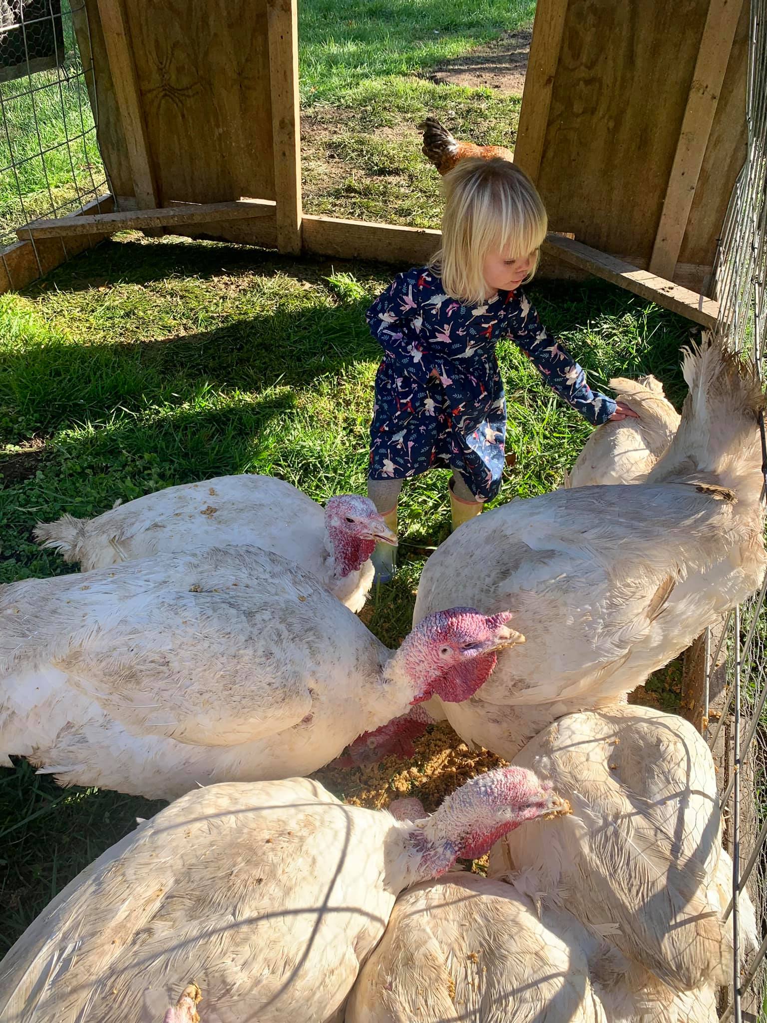 Sheep Run Farm