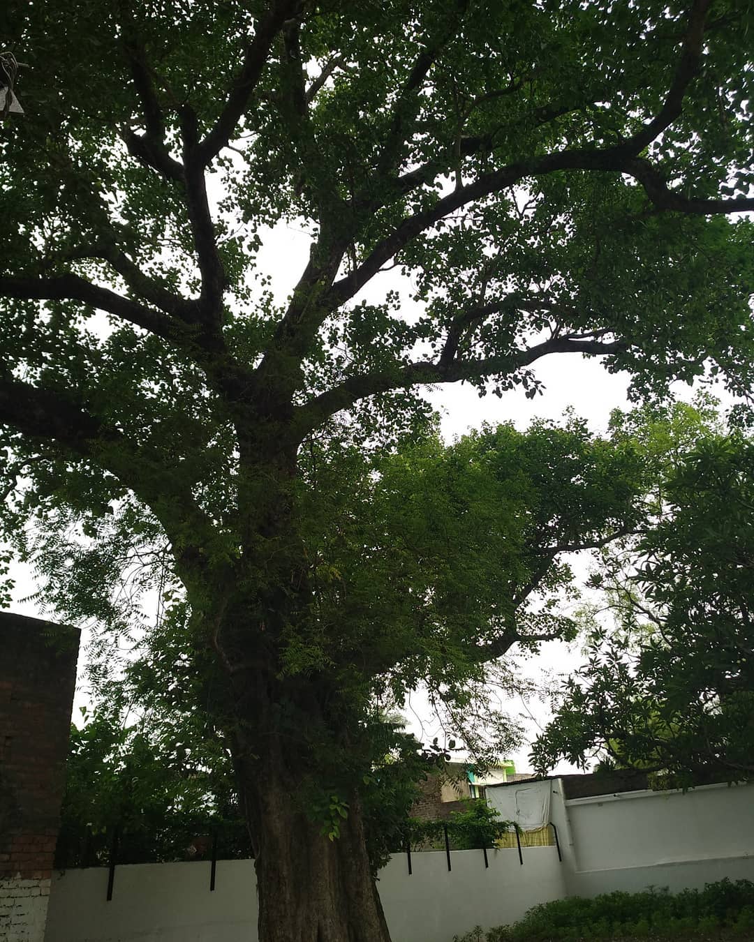 Dr P K Nath - At the #samadhi of Chand Kazi... A neem tree...