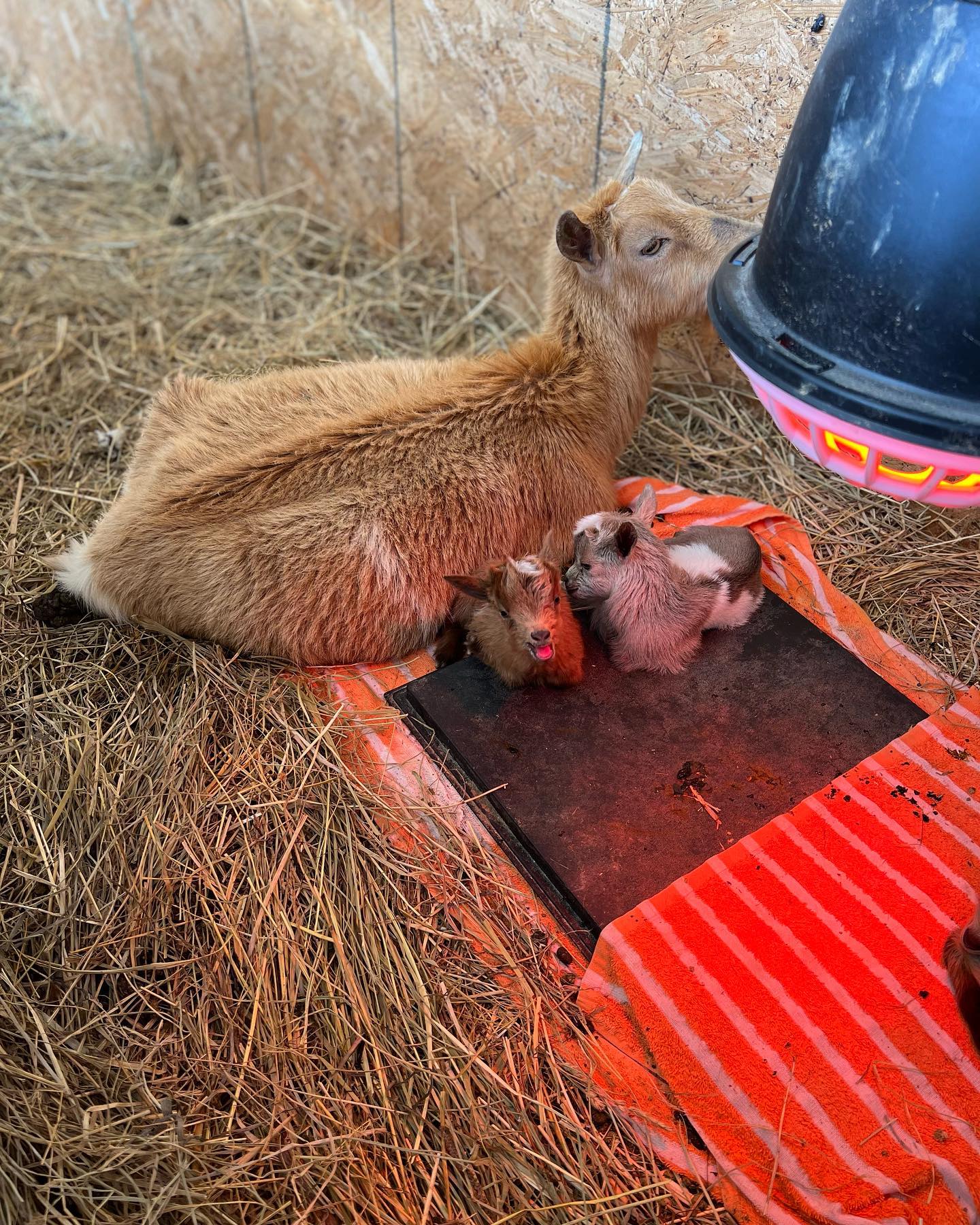 Hawk Ridge Farm