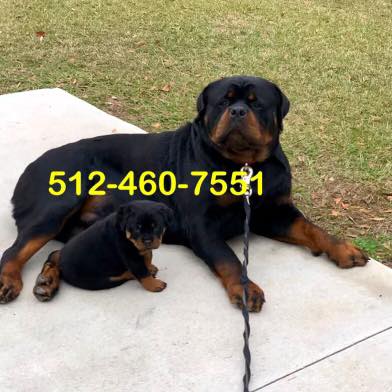 Ancient Rottweiler
