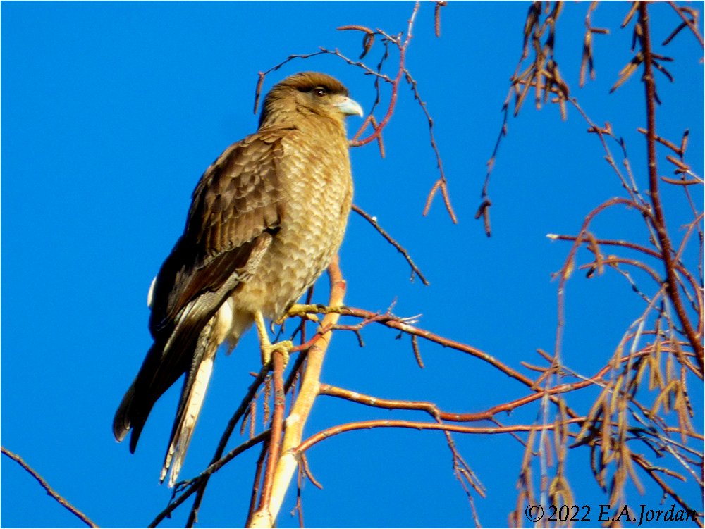 Mes oiseaux