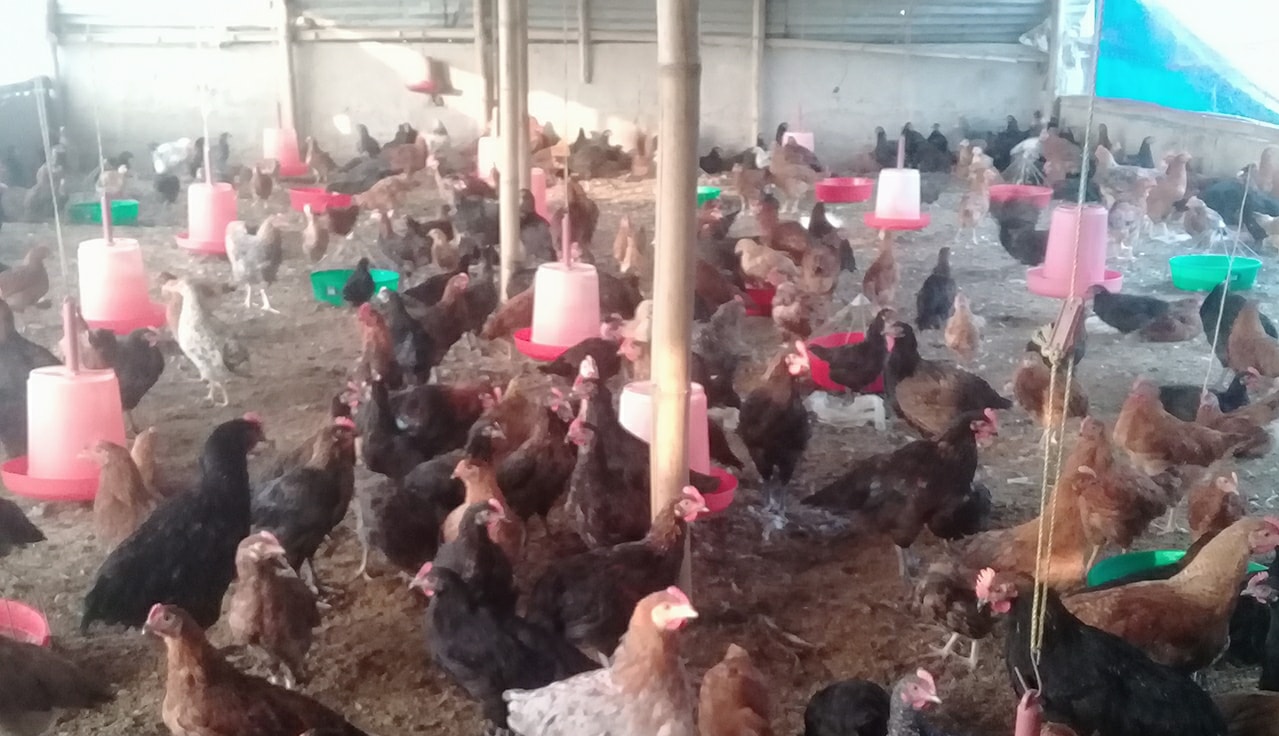 Hen Form